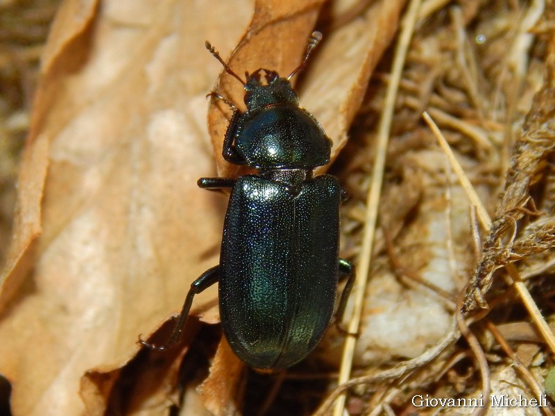 Carabus olympiae? No, Platycerus caraboides, femmina (Lucanidae)